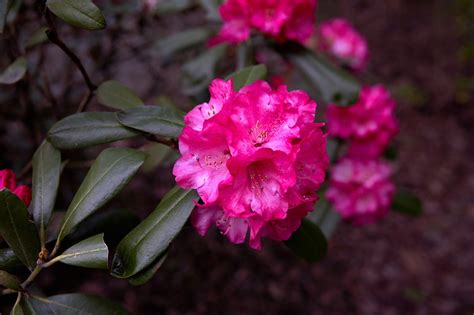 Rhododendron Oregon Pink - Free photo on Pixabay - Pixabay