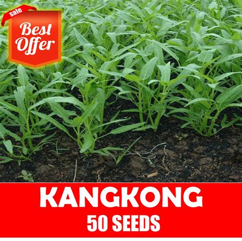 Kangkong Seeds - Upland Kangkong | Lazada PH