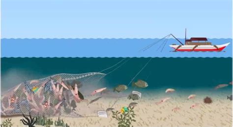 Bottom Trawling Fishing Emits as Much Carbon Emission as Aviation