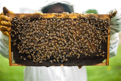 What is an Apiary? - AGrowTronics - IIoT For Growing