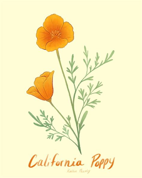 California Poppy, an art print by Kellie Nicely | California poppy drawing, Poppy drawing ...