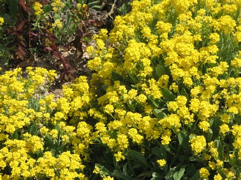 Aurinia saxatilis (Basket-of-Gold, Gold-Dust, Golden Tuft, Matwort ...