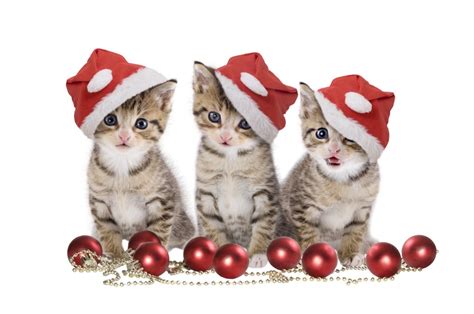 Christmas Cats! Merry X-mas! | Ramblings Of An Asparagus