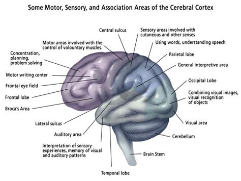 Brain Anatomy - Atlanta Brain and Spine Care