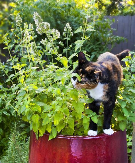 Catnip | Houseplants That Are Safe For Cats to Eat | POPSUGAR Family ...