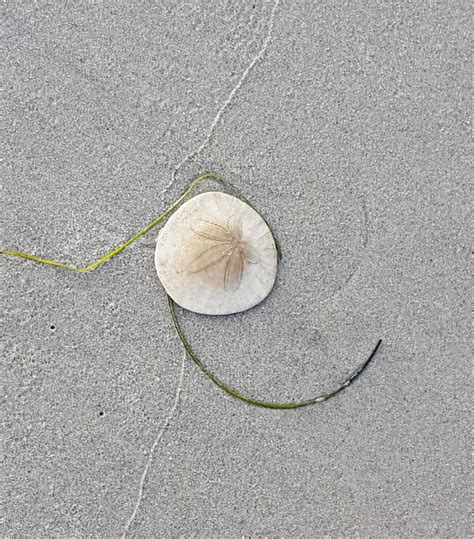 Beach Art Sand Dollar Mission Beach California Beach Art - Etsy