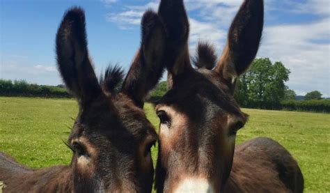 The Donkey Sanctuary remains closed to visitors | The Devon Daily