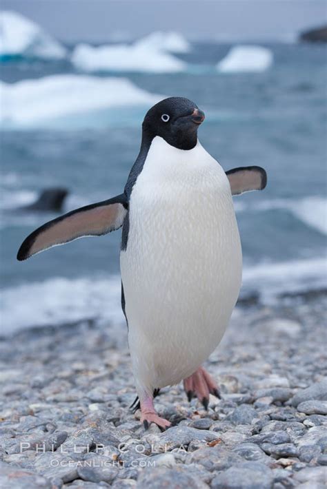 Adelie penguin on cobblestone beach, Shingle Cove, Pygoscelis adeliae photo, Coronation Island ...