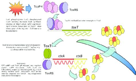 Diagrammatic representation of cholera toxin gene regulation ...