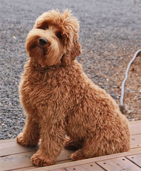 a brown dog sitting on top of a wooden platform