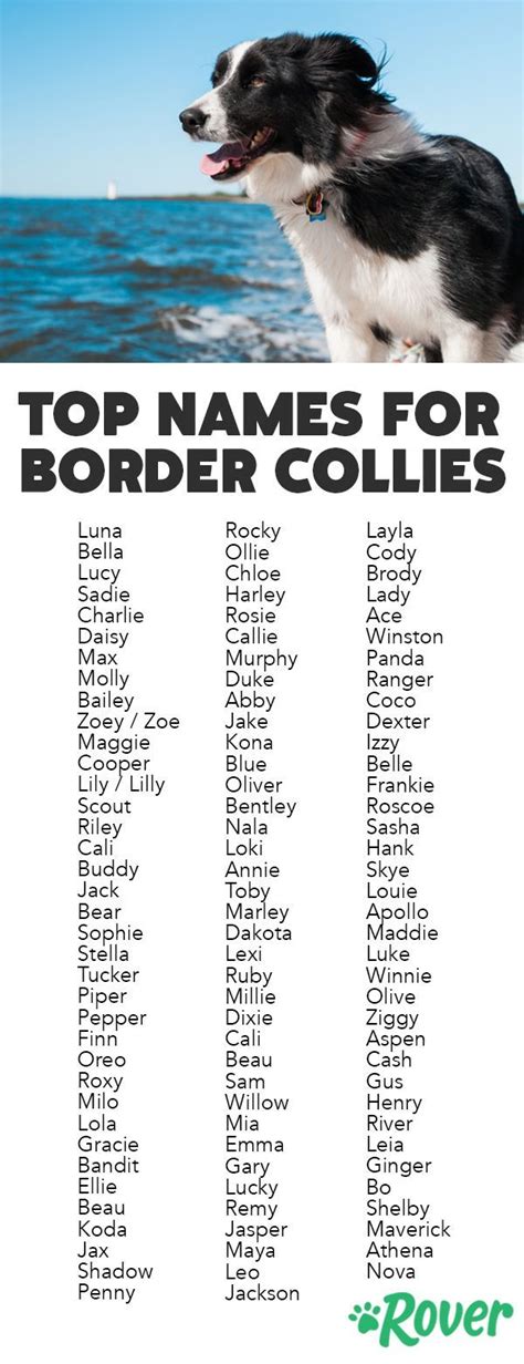 Weve rounded up the top names for Border Collies and Border Collie puppies. | Border collie ...