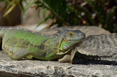 Green Iguana Lizard Photograph by DejaVu Designs | Fine Art America