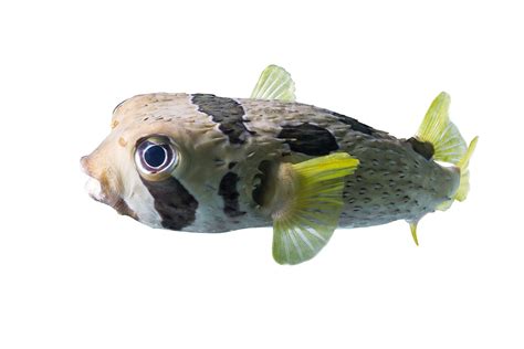 Pufferfish - Hobbyist & Retailers | Piscine Energetics