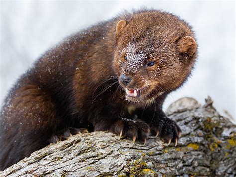 60+ Fisher Weasel Stock Photos, Pictures & Royalty-Free Images - iStock