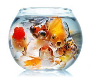 What Fish Can You Keep in a Fishbowl? | Goldfish, Goldfish types, Fish bowl