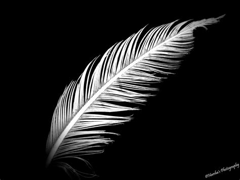 White Feather Wallpapers - Top Free White Feather Backgrounds ...