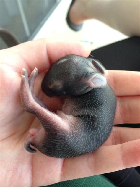 Today I saved this super adorable new born rabbit from being eaten by my dog. : aww