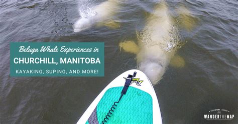 Beluga Whale Experiences in Churchill, Manitoba - Wander The Map