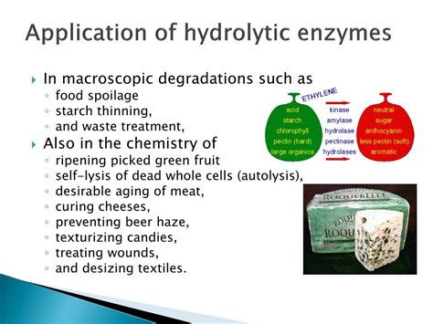 What Animal Cell Structure Contains Hydrolytic Enzymes - peroxisome ...