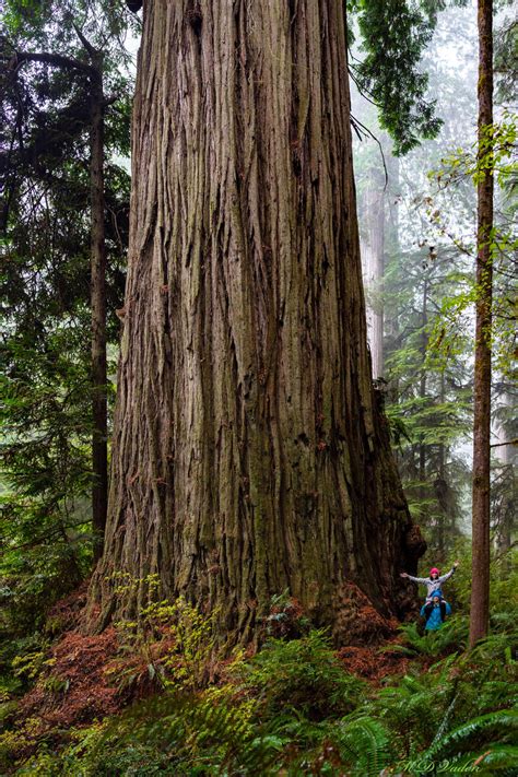 The secret colossal trees of California's North Coast | California Sun