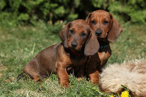 Meet the Dachshund (Standard)!