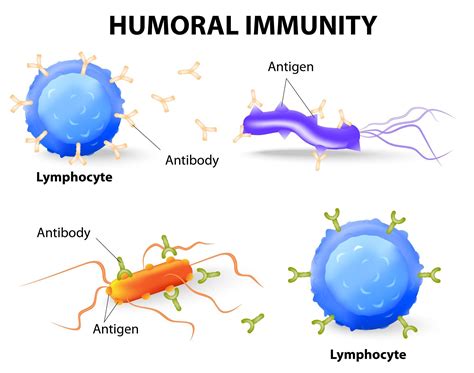 Humoral vs Cell-mediated Immunity