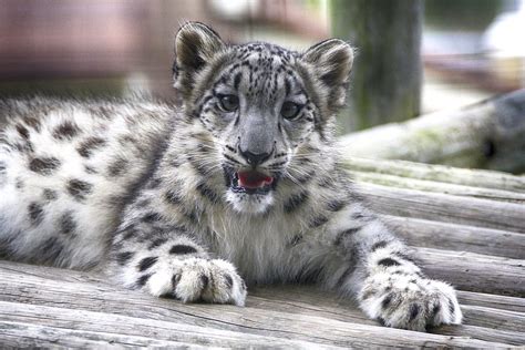 Snow leopard cub | From the archives | ucumari photography | Flickr