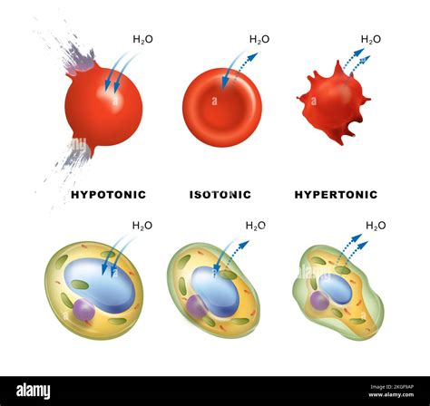 Hypertonic Hypotonic Isotonic