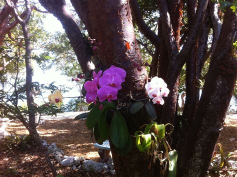 Orchids galore | Vacation, Plants, Florida keys