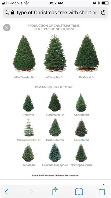 Types Of Christmas Trees With Pictures And Names - Printable Templates ...