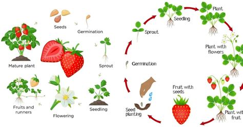 Life Cycle Of Strawberry Plant