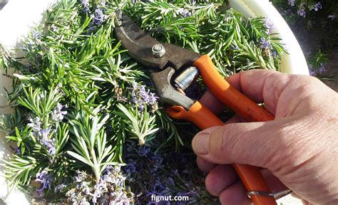 How to Prune Rosemary (with Photos & Video) - FigNut