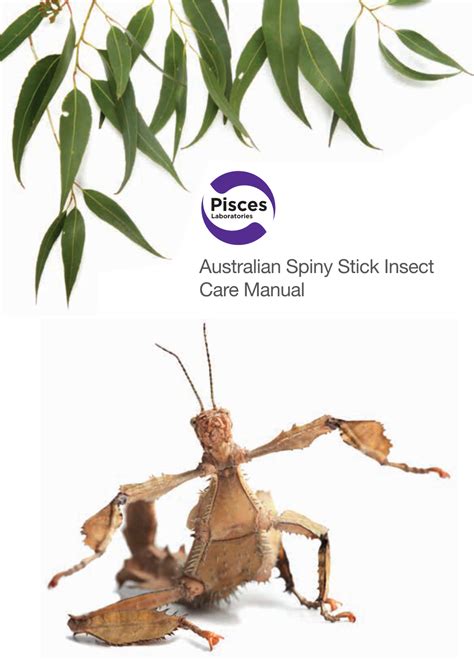 Australian Spiny Stick Insect Care Manual Spiny Stick Insect (Extatosoma Tiaratum) Background ...