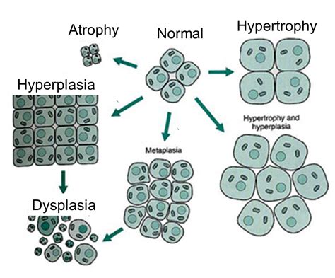 The Biology of Cancer