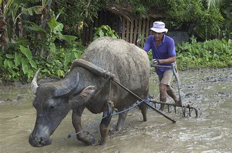 Philippine Carabao | Project Noah