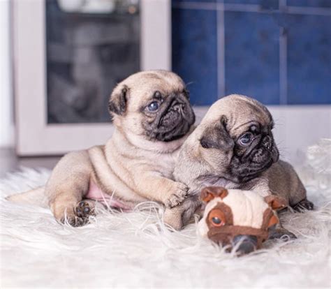 What is a Teacup (or Toy) Pug? - Boogie the Pug