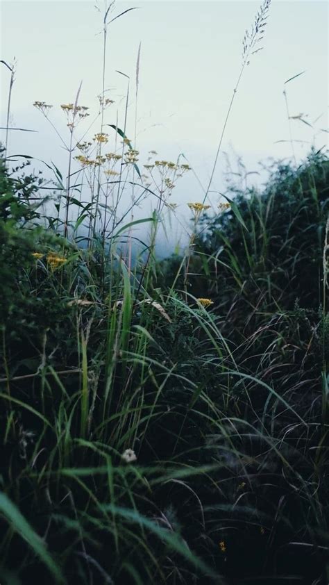 Close-up Shot of Flowers Moving with the Wind · Free Stock Video