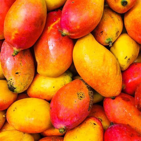 Top 10 Mango Varieties In India