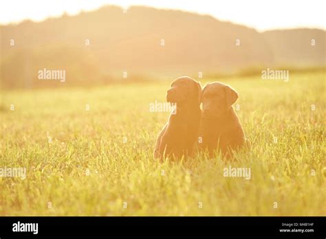 Labrador retrievers,chocolate brown,puppies,meadow,sit Stock Photo - Alamy