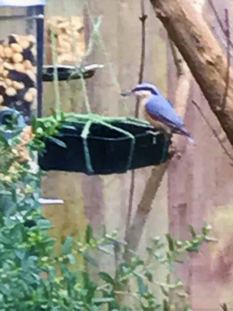 All about the Nuthatch - GardenBird