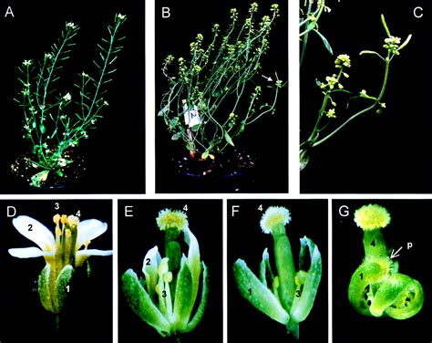 Arabidopsis STERILE APETALA, a multifunctional gene regulating inflorescence, flower, and ovule ...