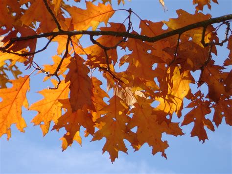 Gambar : cabang, menanam, sinar matahari, Jeruk, musim gugur, coklat, kuning, pohon maple, daun ...