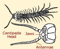 Centipede Anatomy | Diagrams and Facts About Centipedes