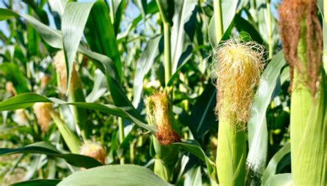 Maize Cultivation: Know the Climatic Requirements, Suitable Land, Seed ...