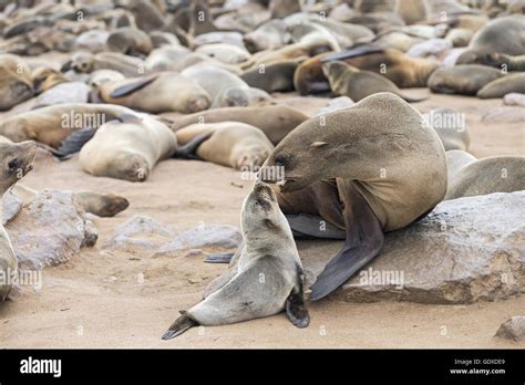 eared seals Stock Photo - Alamy