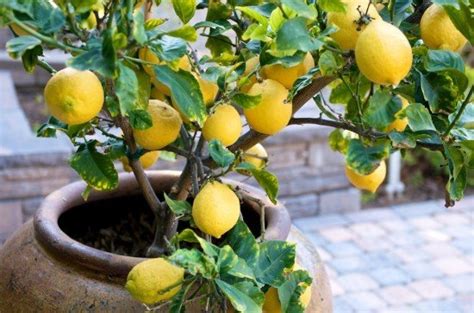 How to grow citrus trees in pots | Gardeningtheme.com