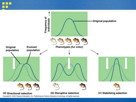 Natural selection, genetic drift, gene flow