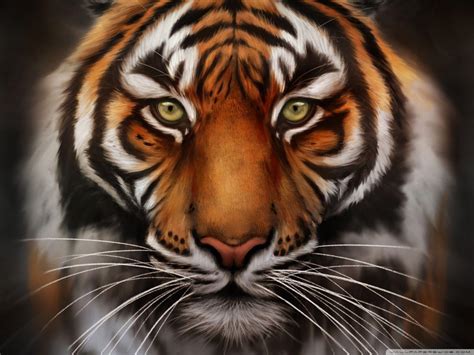 🔥 [60+] Tiger Face Wallpapers | WallpaperSafari