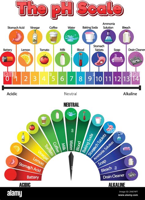 The pH scale of common chemicals illustration Stock Vector Image & Art - Alamy