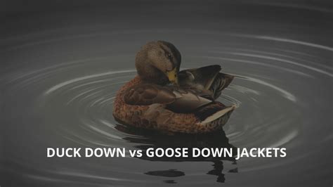 Duck Down vs Goose Down Jacket: A Useful Guide | Casual Geographical